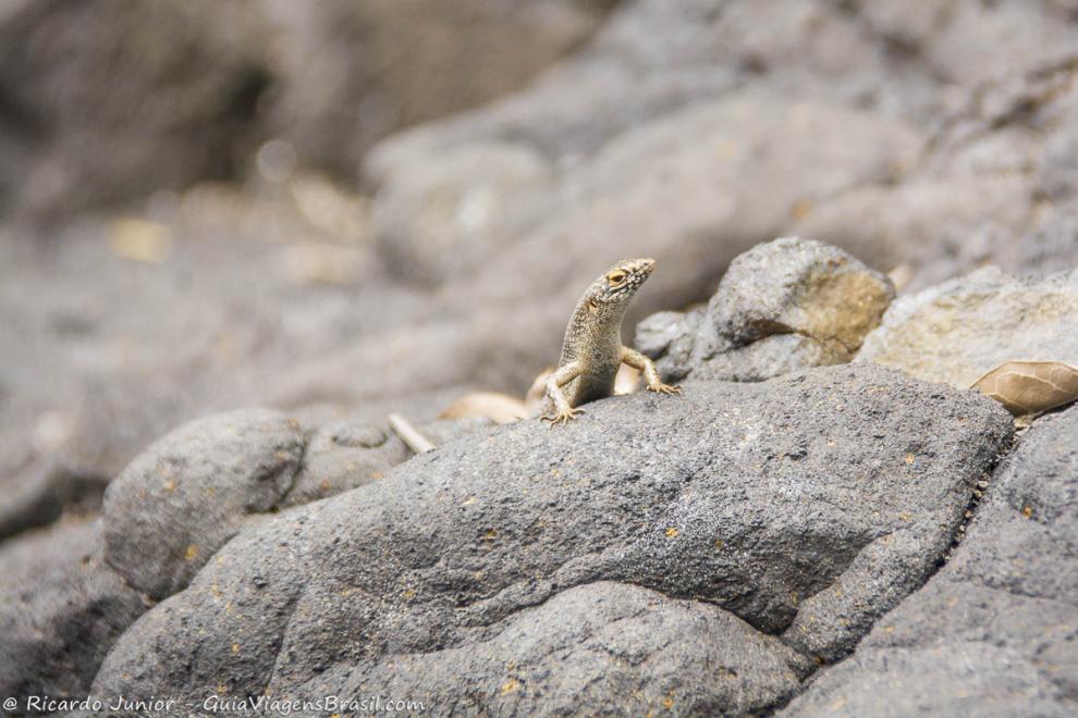 Imagem de um pequeno lagarto nas pedras da Baía dos Porcos em Fernando de Noronha.